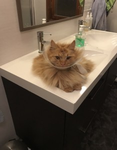 Uttråkad trattkatt...